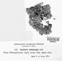 Lobothallia melanaspis image